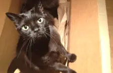 Call Cats with Skype