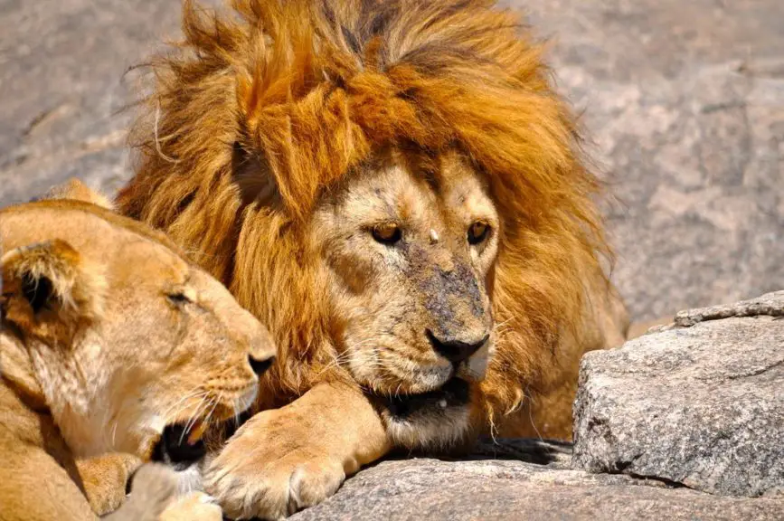adult male lion safari