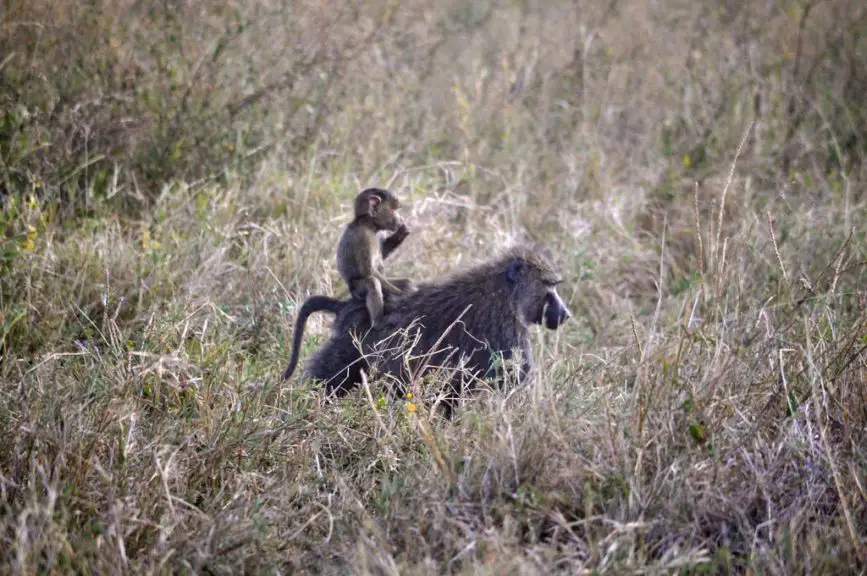 baboon ride