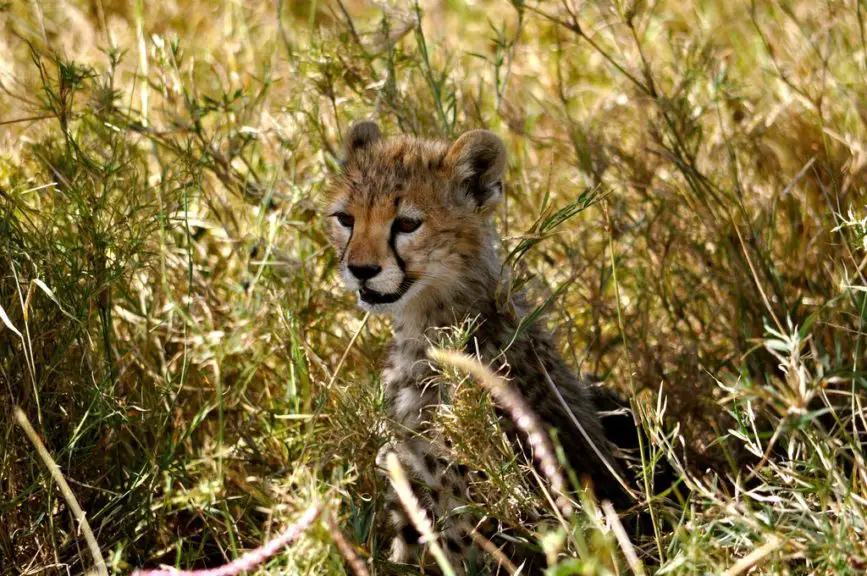 baby cheetah