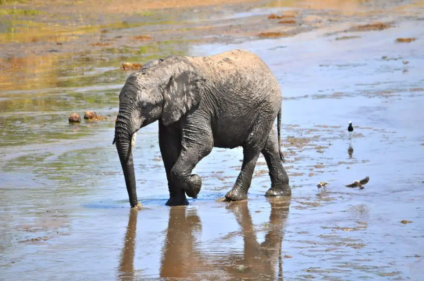 baby elephant