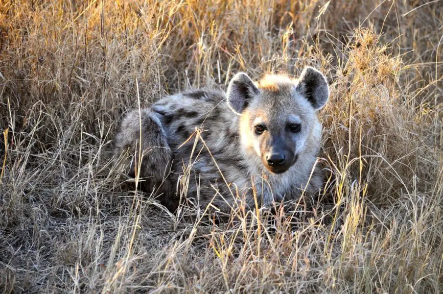 baby hyena