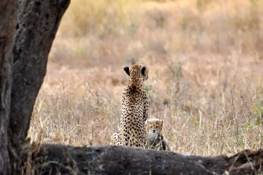cheetah cub and mom
