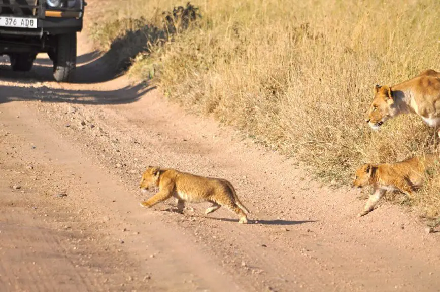 cubs crossing