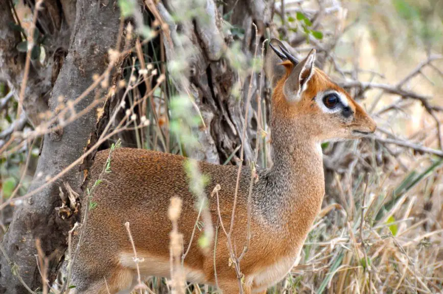 dik dik