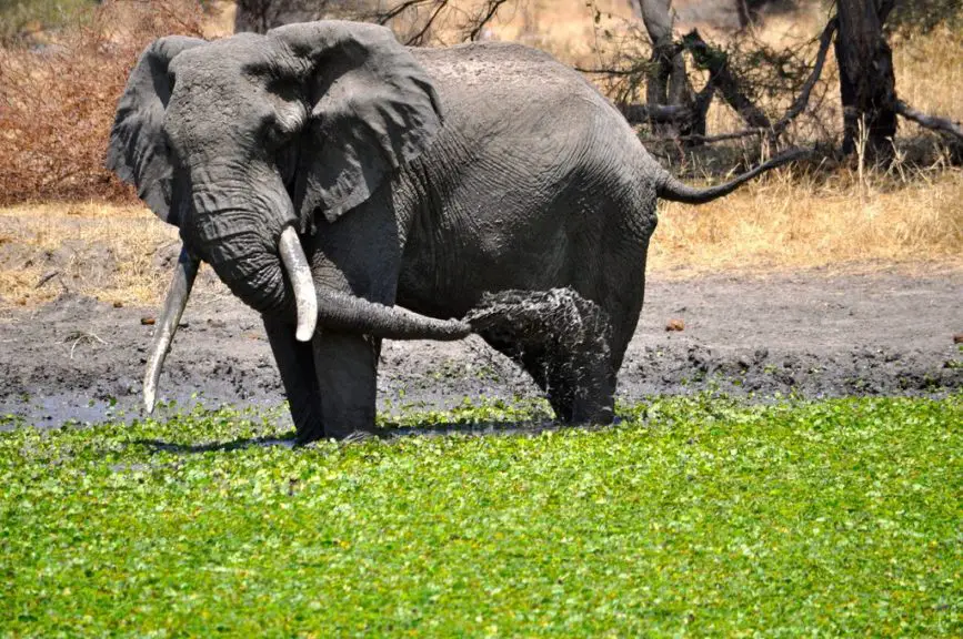 elephant cooling