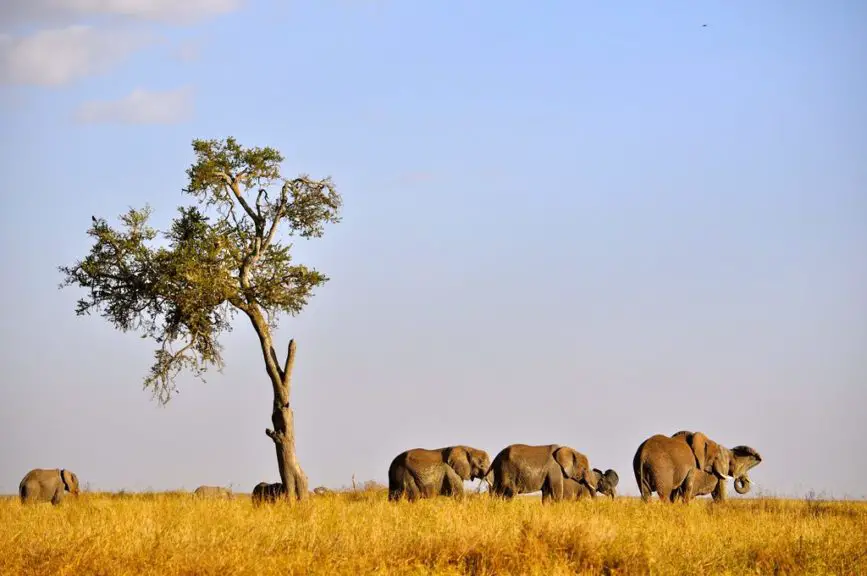 elephant family