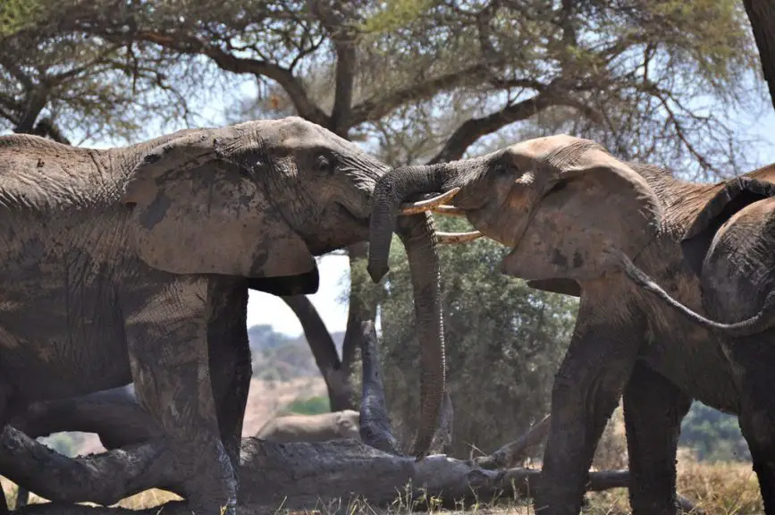 elephants sparring
