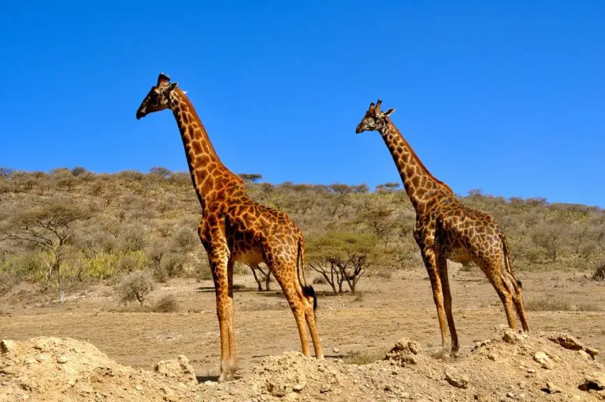 giraffes