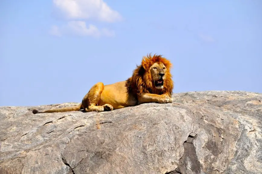 lion on rocks