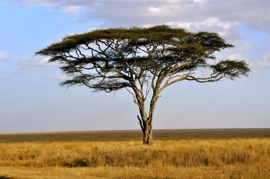 solo tree serengeti