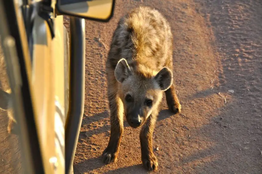 young hyena