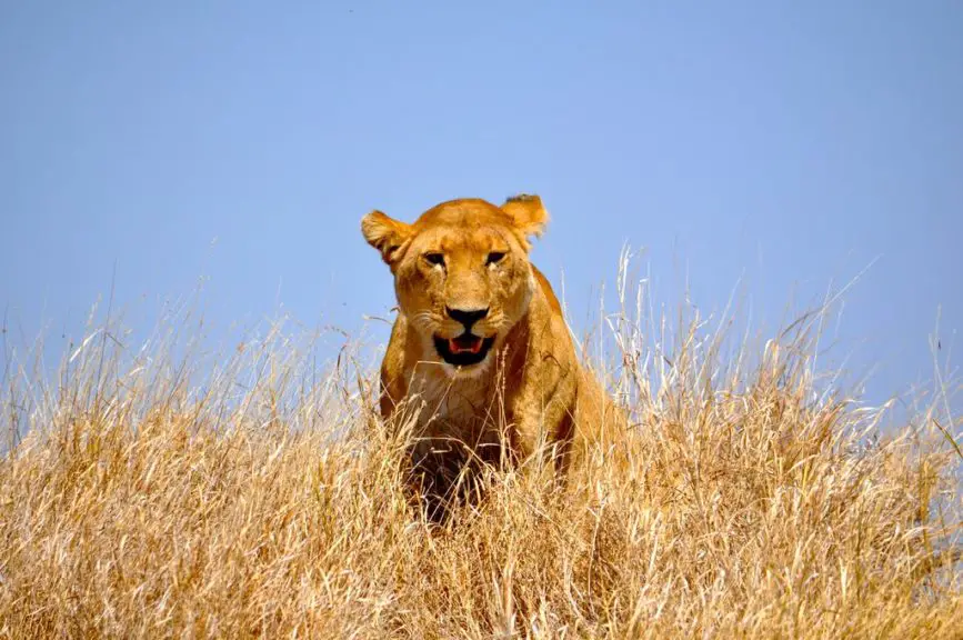 young male lion