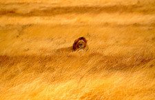 Lion on safari