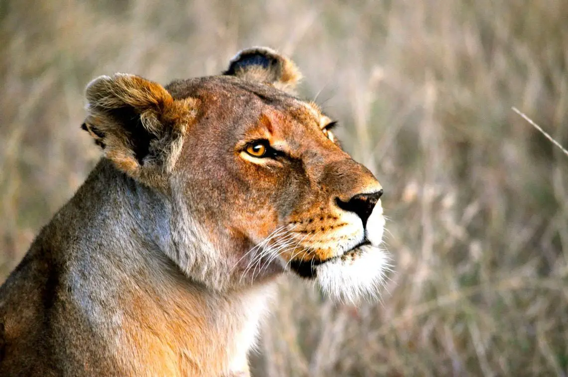 Lion on Serengeti