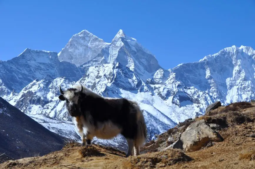 Trek to Everest Base Camp