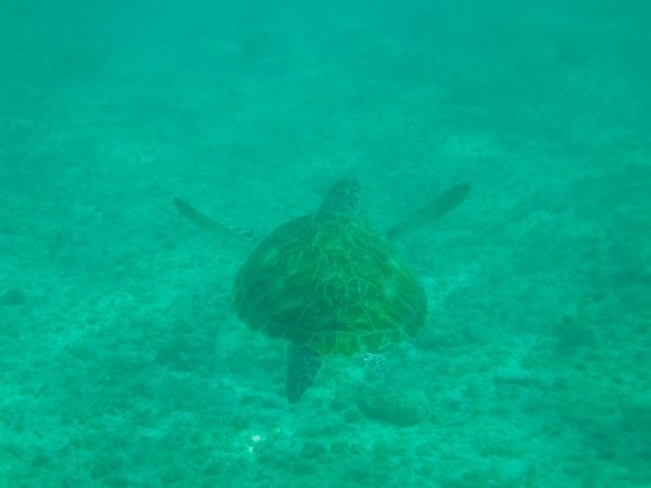 Private Catamaran