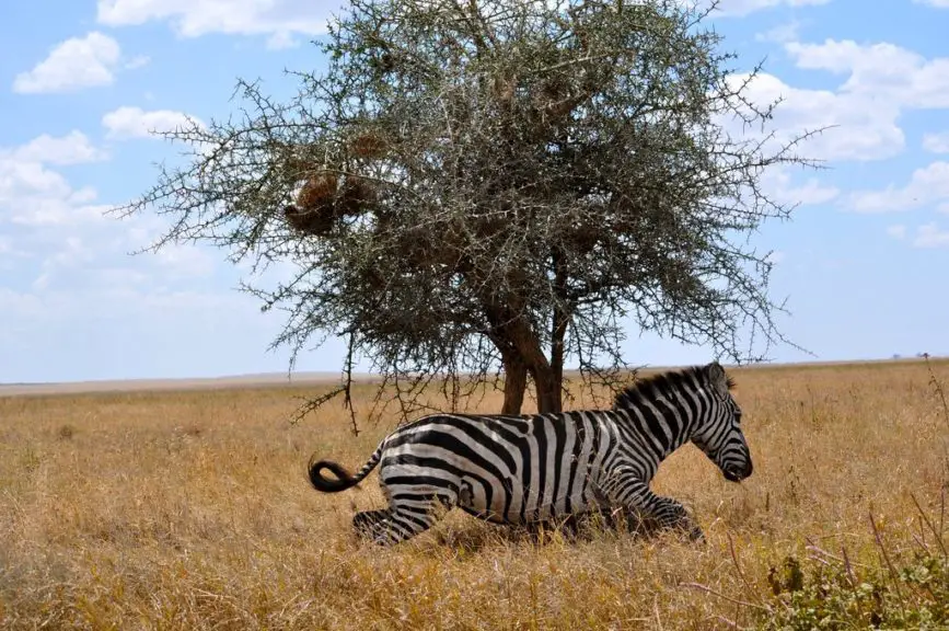 zebra serengeti