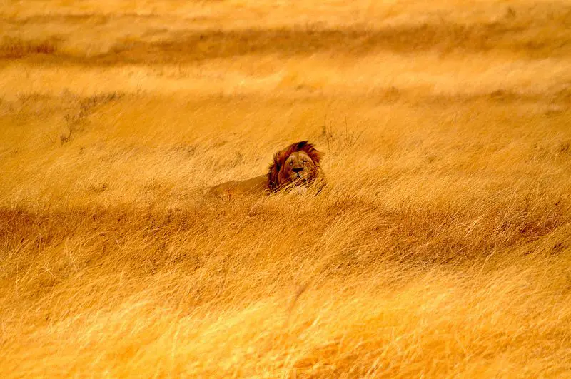 Lion on safari