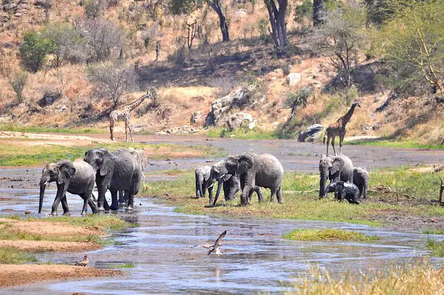 Elephants safari