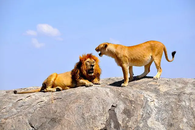 Lions on serengeti
