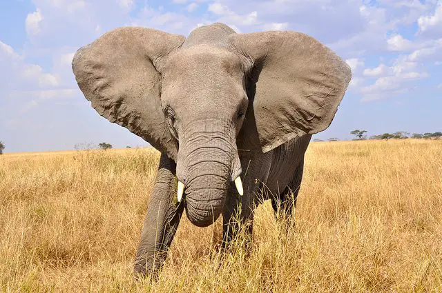 elephant on the serengeti 