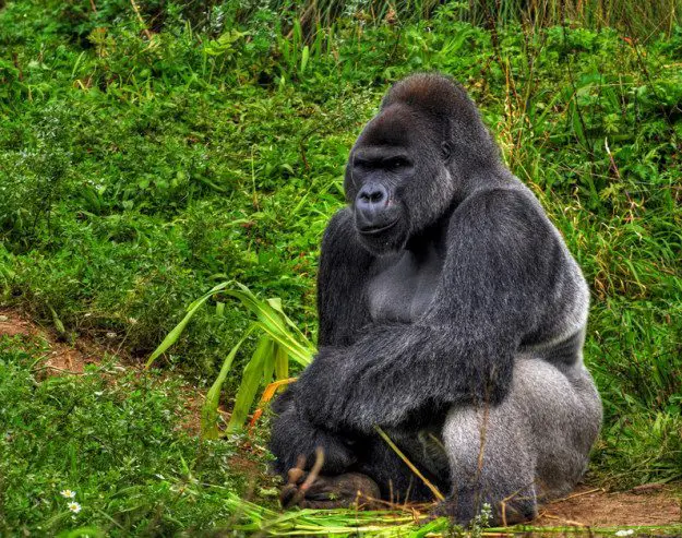 Gorilla Trekking in the Democratic Republic of Congo