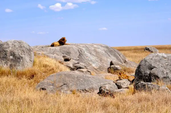 Lions on the Serengeti