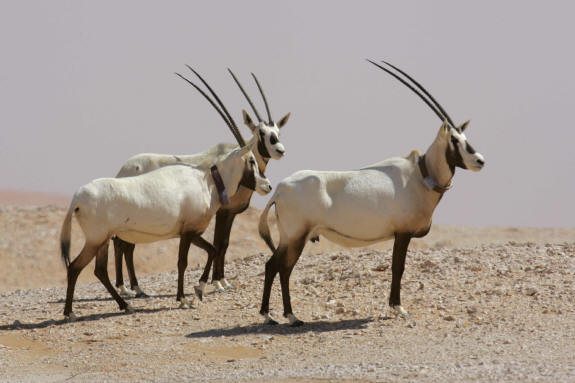 Arabian Oryx