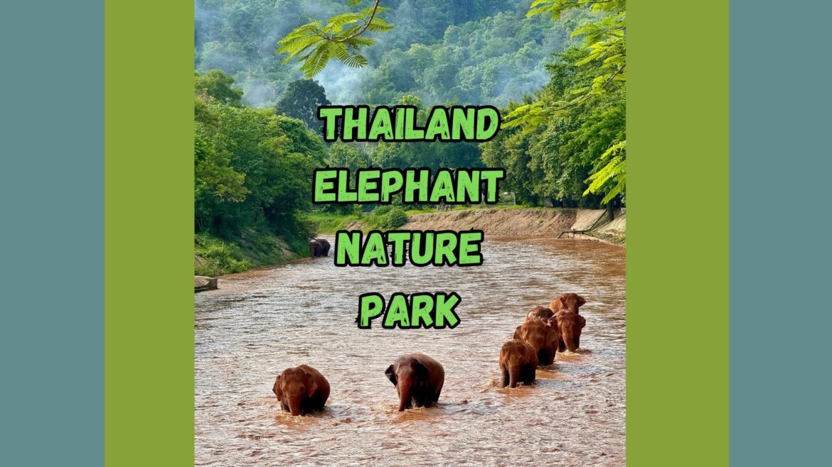 The Best Elephant Experience in Chiang Mai- Elephant Nature Park