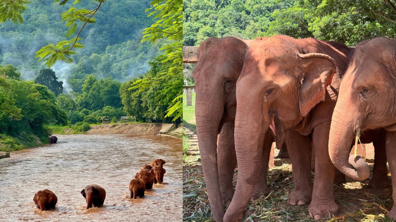 Chiang Mai Elephant Nature Park Visit