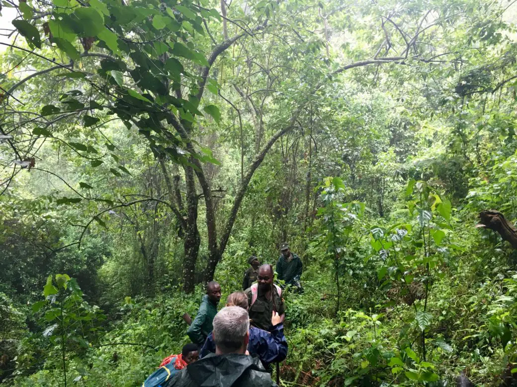 Gorilla Trekking in Uganda