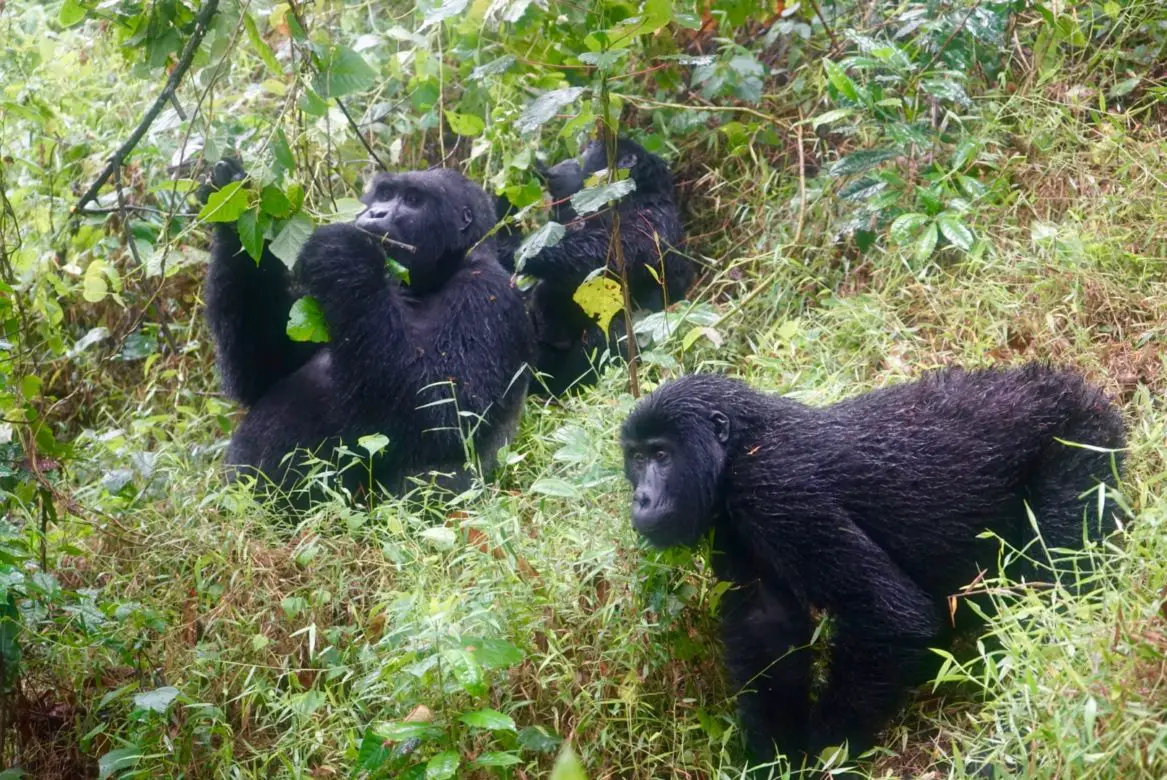 Gorilla Trekking in Uganda