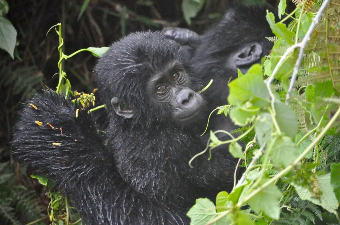 Gorilla Trekking in Uganda