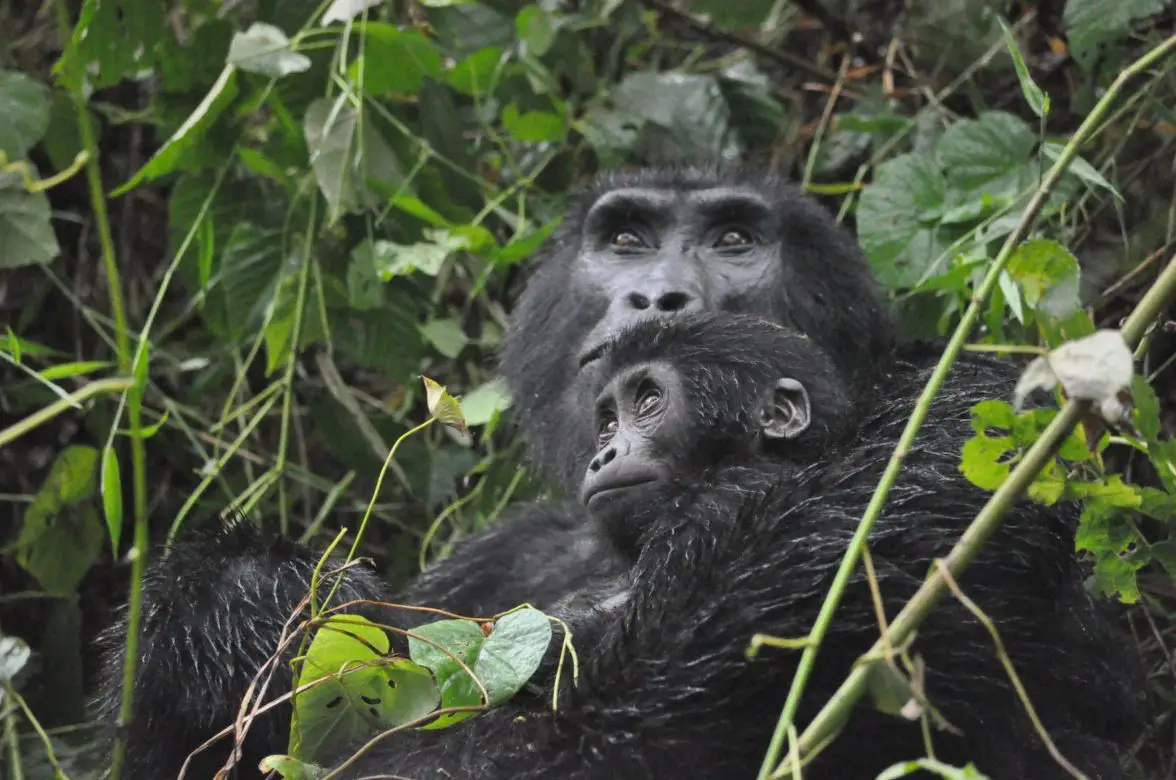 Gorilla Trekking in Uganda