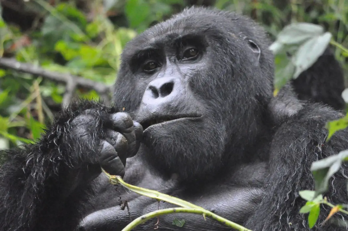 Gorilla Trekking in Uganda