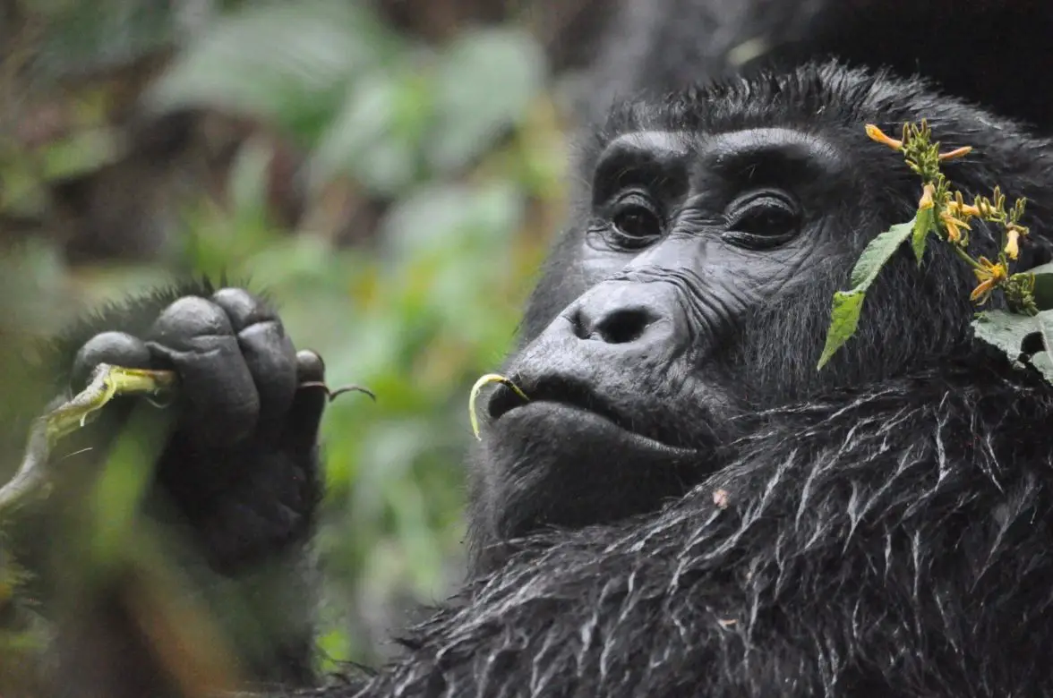 Gorilla Trekking in Uganda