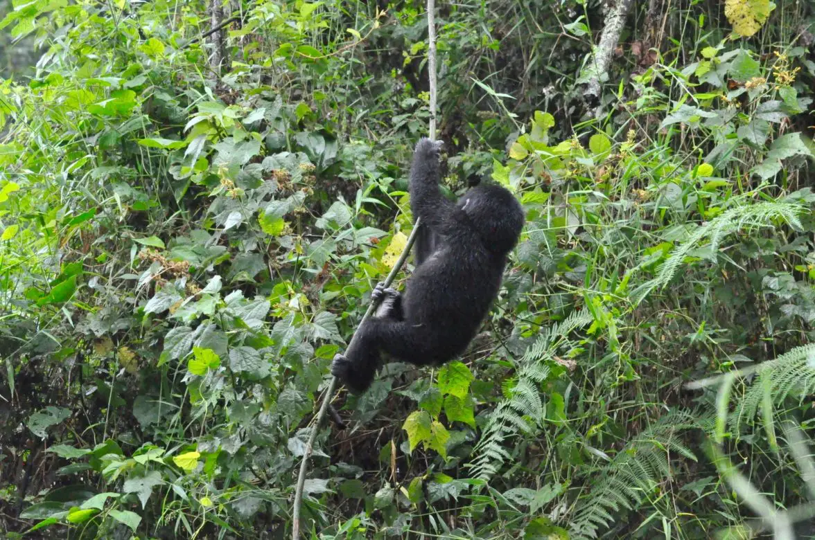 Gorilla Trekking in Uganda