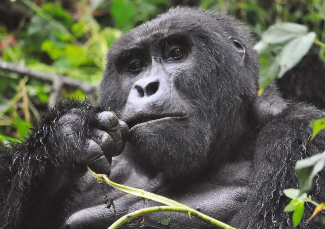 Virunga National Park Mountain Gorillas